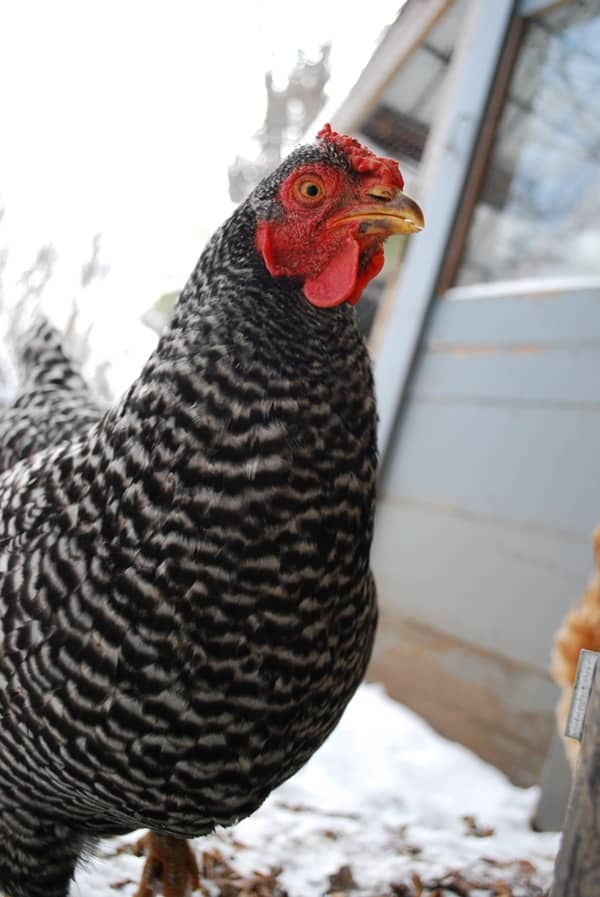 A Dominique chicken in the snow