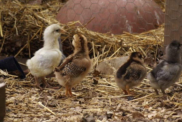 Chicks in the chicken coop.