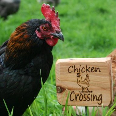 If you've been on the hunt for gifts for chicken lovers, this post is for you! We have put together the ultimate list of gift ideas for the crazy chicken people in your life!