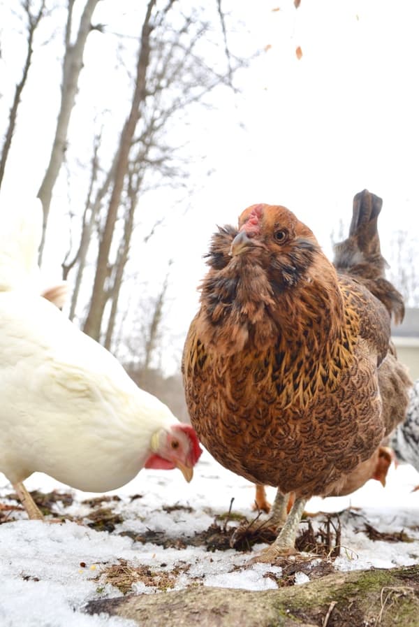Have you heard? Winter is coming. It's time to prep your chickens for this brutal season. Our ultimate guide has you covered!