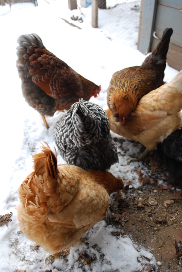 Have you heard? Winter is coming. It's time to prep your chickens for this brutal season. Our ultimate guide has you covered!