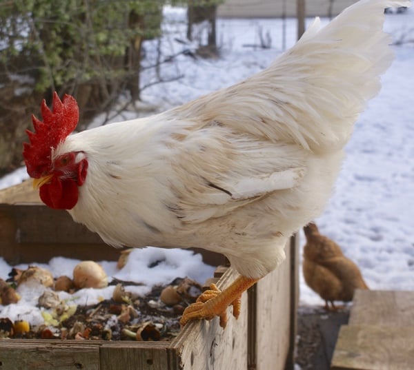 Are you making these winter chicken keeping mistakes? Check our list and make adjustments so your chickens can live their best life this winter!