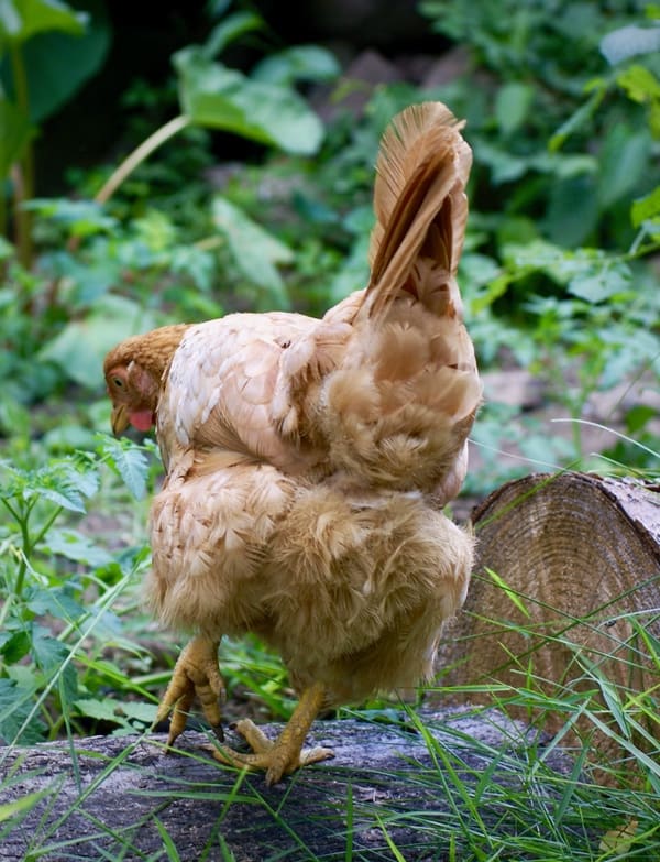 Are you making these 14 chicken keeping mistakes? 