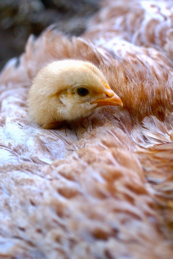 Are you making these 14 chicken keeping mistakes? 