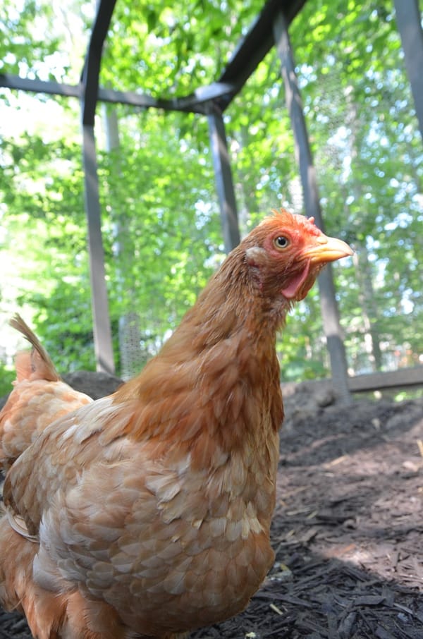 Chicken in an outdoor run.
