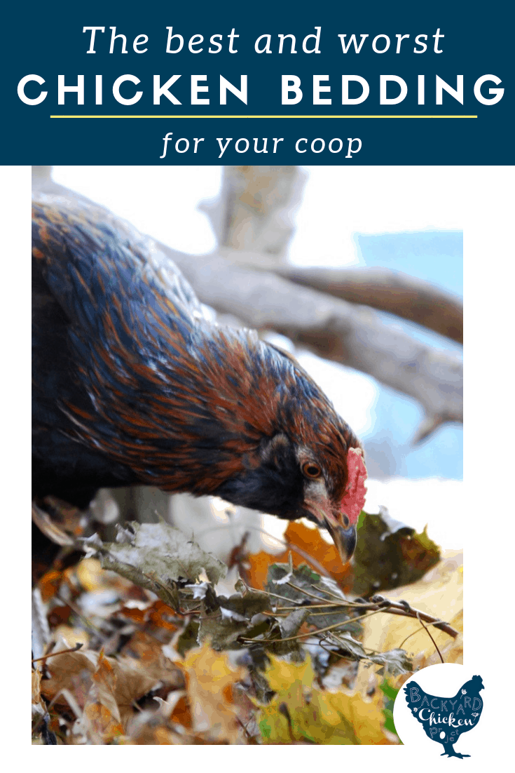 Chicken Bedding And Litter Your Chicken Coop Options