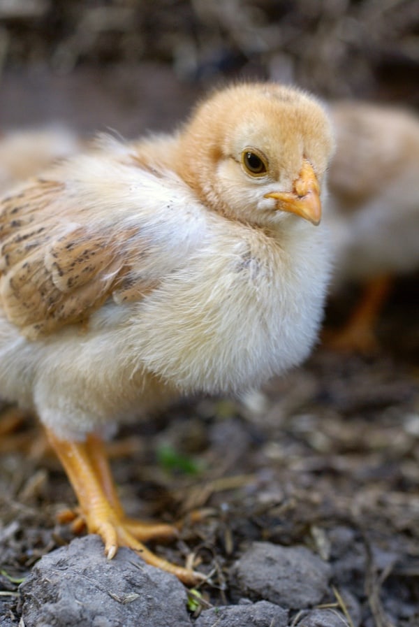 Most soon-to-be chicken keepers learn all they can before bringing home new chicks. Here are 10 bits of chicken information you might not read in the books.