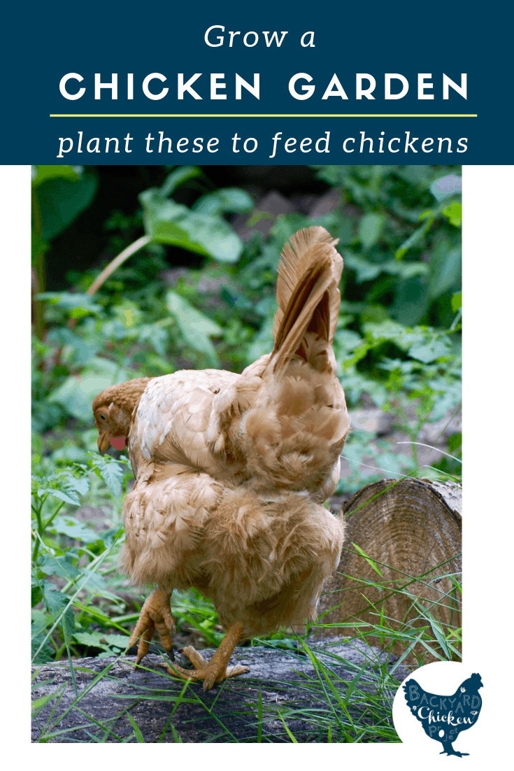 Plant a Chicken Garden Backyard Chicken Project