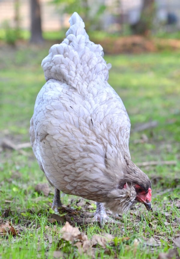 Want to know some of the best kept secrets on raising chickens? You won't find them in books, but you WILL find them here!