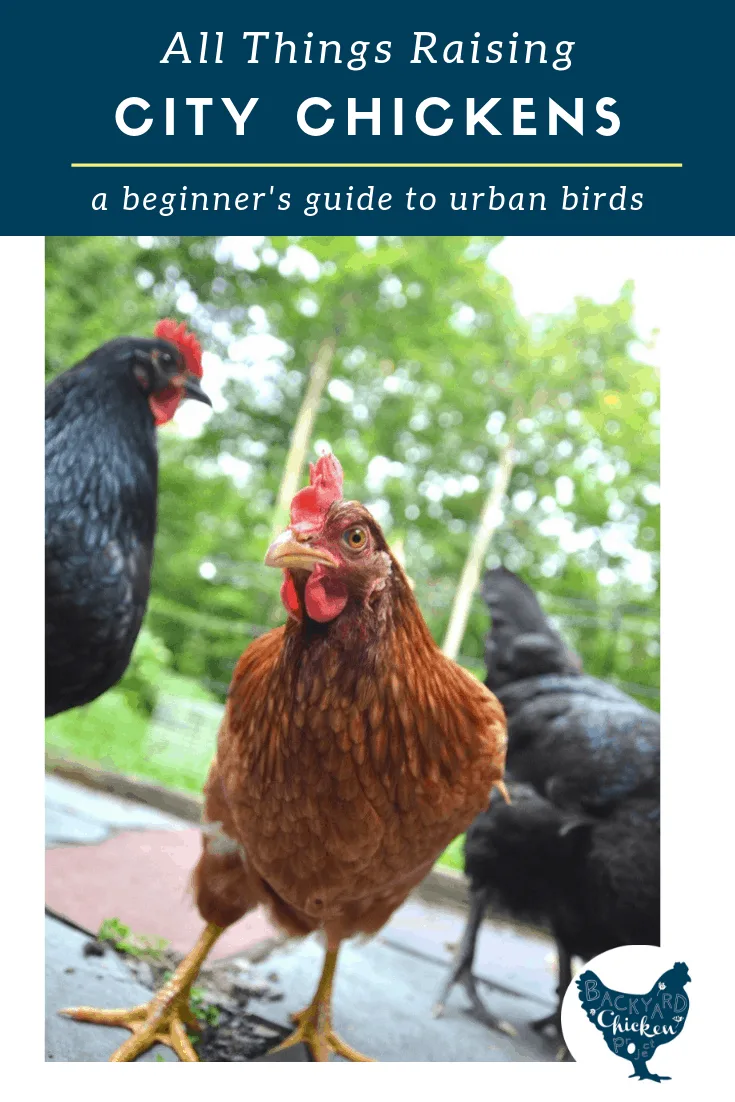 Thinking about raising chickens in the city? We've got you covered. Learn everything you need to  know to get started!