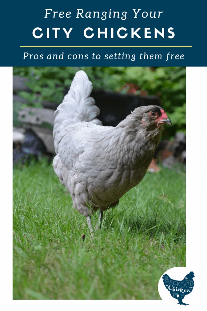 Free-ranging urban chickens is a great way for your city flock to get exercise, take dust baths, find plants and bugs to eat, and entertain themselves. Find out everything you need to know before letting those chickens out of the coop! #homesteading #homestead #backyardchickens #chickens #raisingchickens #poultry