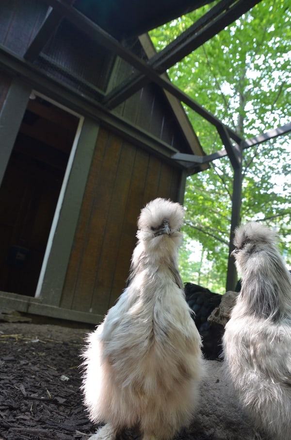 Are you truly ready to get chickens? Find out for sure by asking yourself these six questions before getting chickens.
