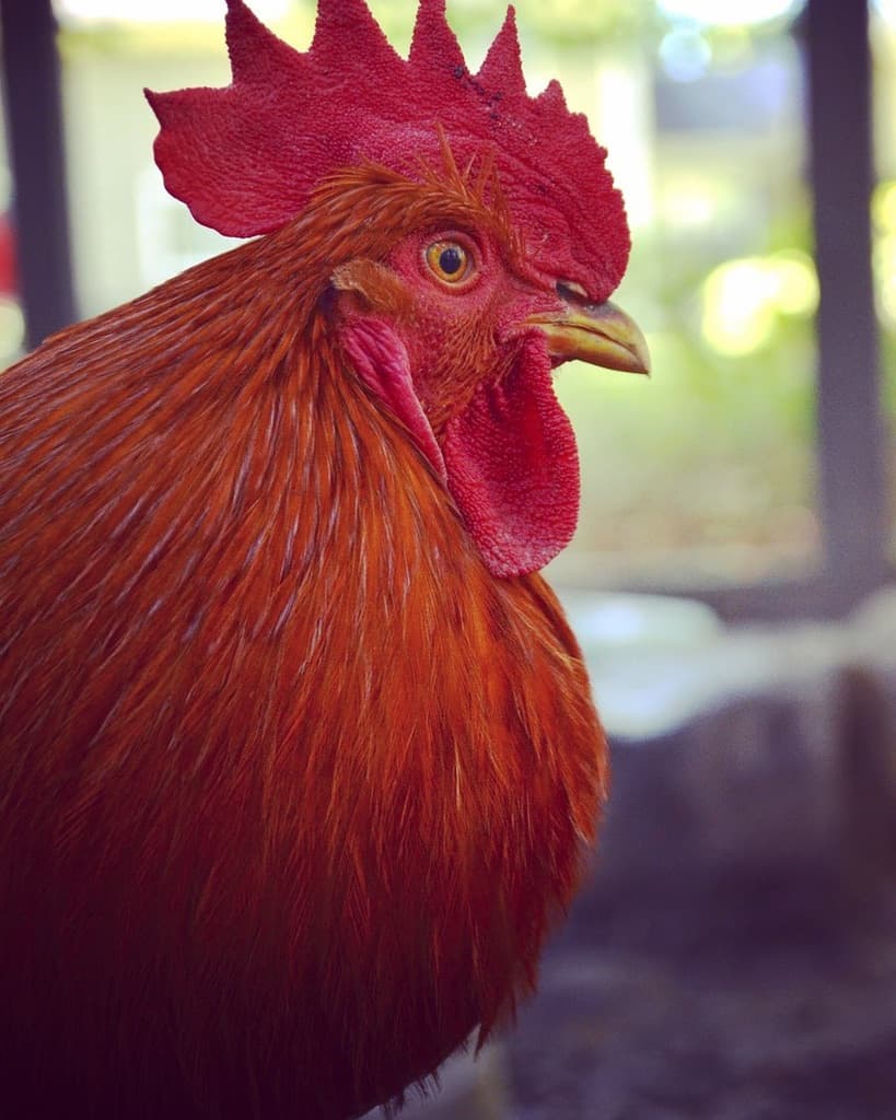 A red rooster