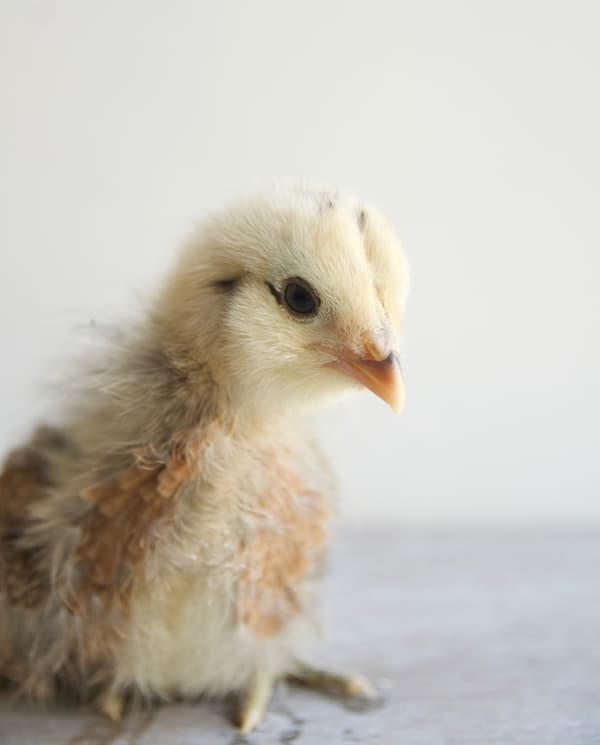 While there are many different ways to set up a chick brooder, there are definite guidelines to follow for the health and safety of your chicks.