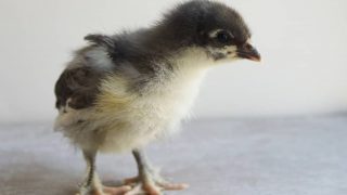 While there are many different ways to set up a chick brooder, there are definite guidelines to follow for the health and safety of your chicks.