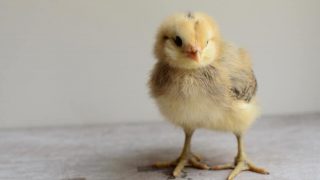 Figuring out what you need to brood chicks can be overwhelming, so we've made it easy with this chick shopping list!