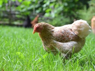 Everything you need to know to keep your chickens happy and healthy in the summer heat!