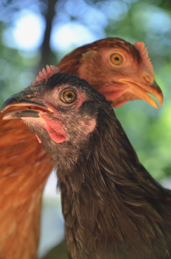 There are a few things you need to know about summer chicken care for your flock to keep them healthy and clucking happily.