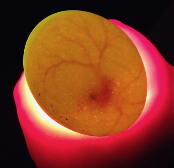 A candled egg showing the embryo's eye and veins.