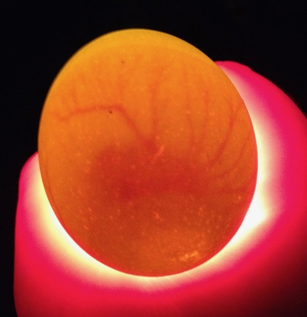 A candled egg showing veins and an embryo.