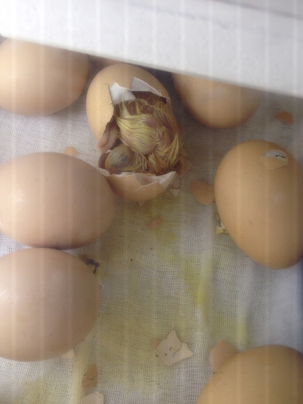 A chick hatching in an incubator.