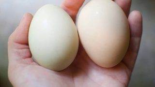 Egg abnormalities are a fact of life, but why do your hens lay weird eggs?