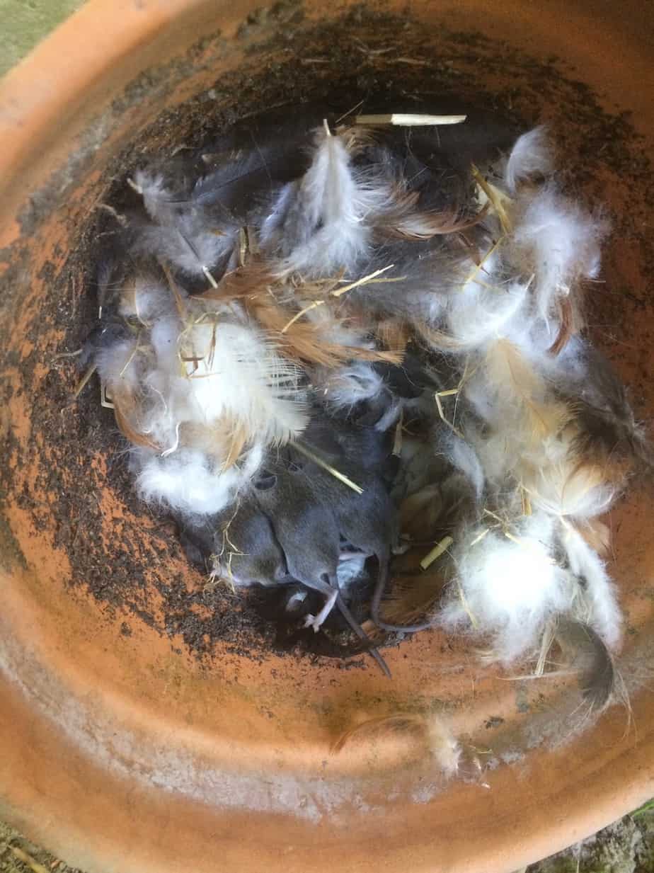 How to Get Rid of Mice in the Chicken Coop