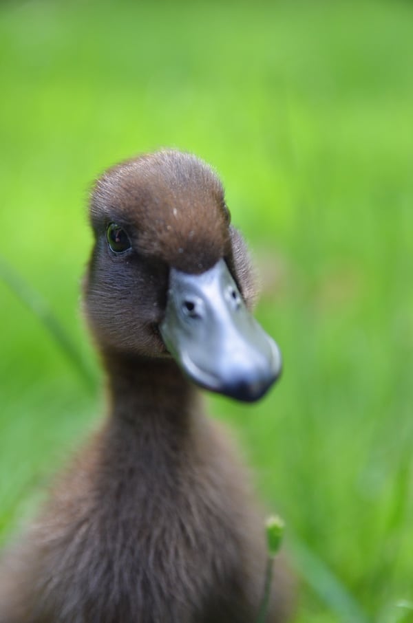 A duckling in the grass. 