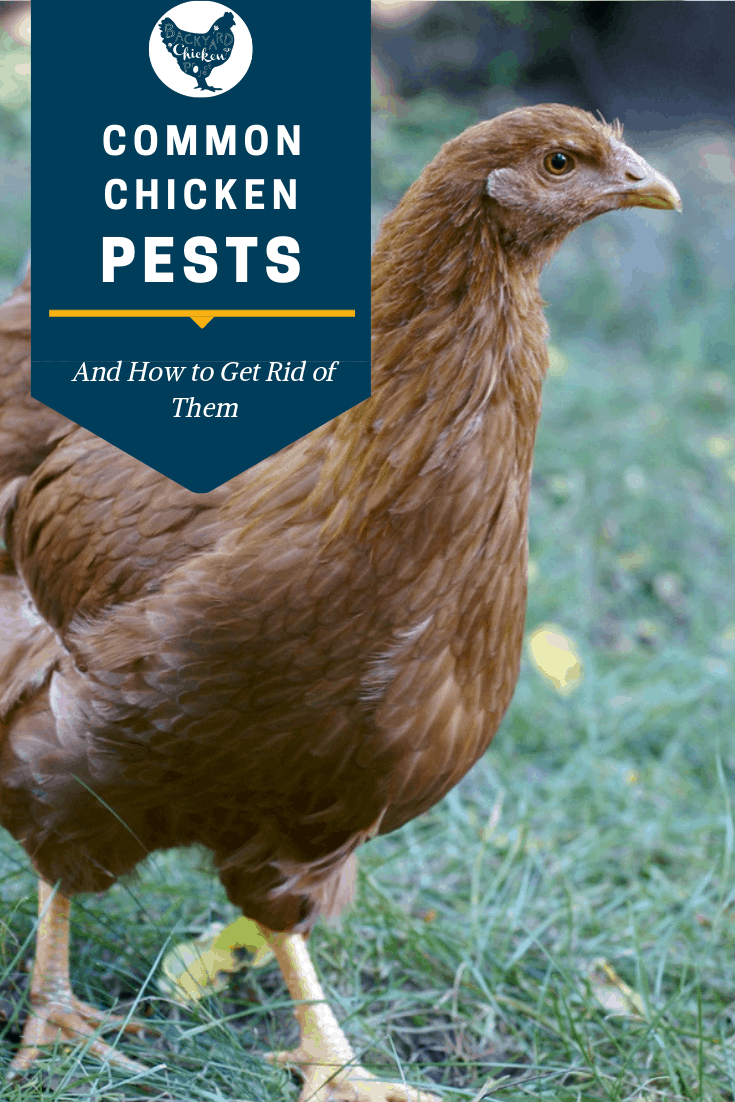 3 Common Pests 1 Backyard Chicken Project