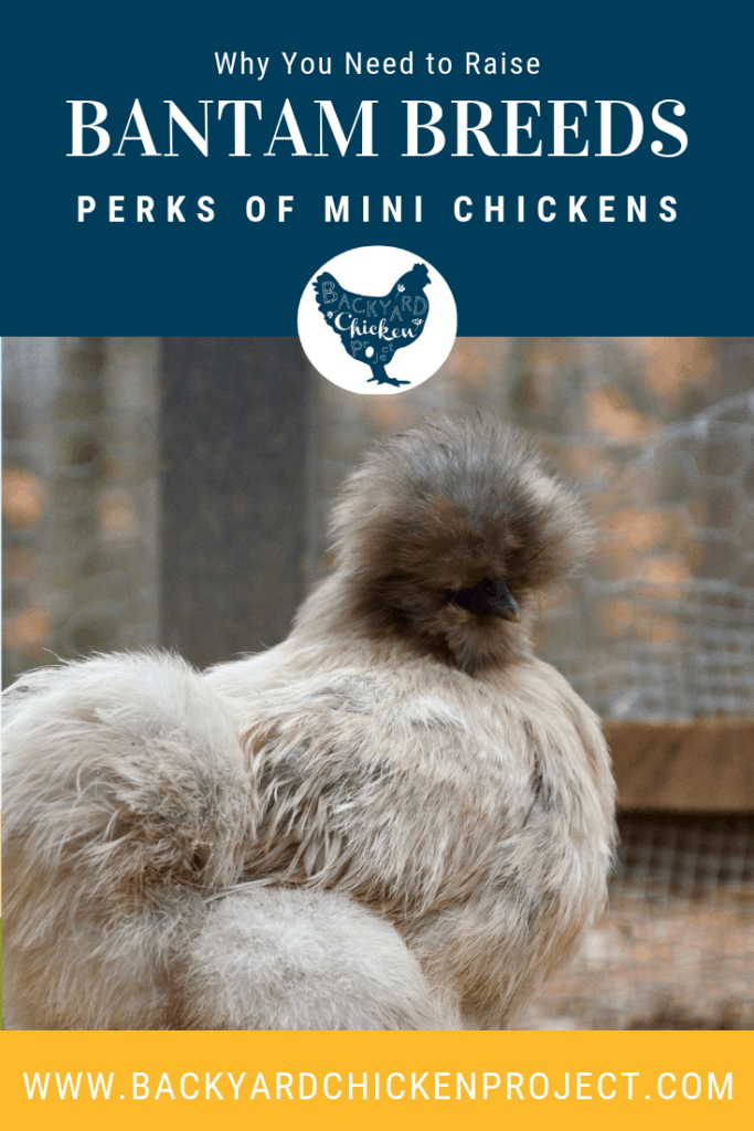 Mini chickens are all the rage, let us tell you why you need to add bantam breeds to your flock! #chickens #backyardchickens #keepingchickens #bantams #raisingchickens
