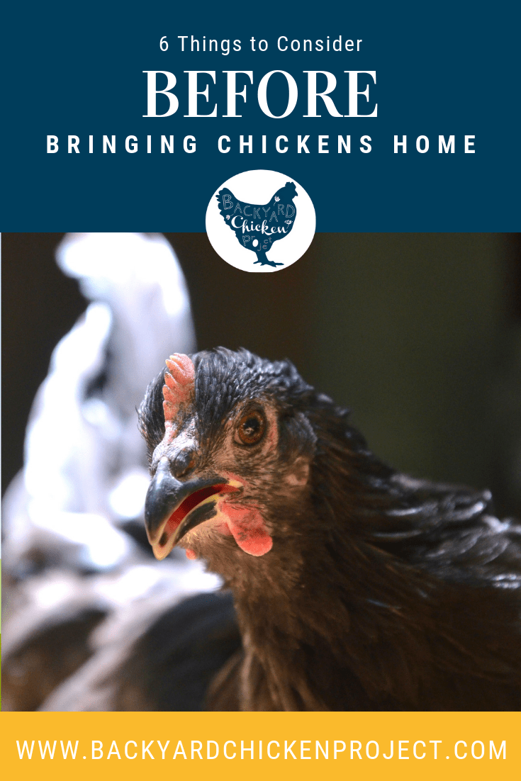 Before bringing chickens home 1 Backyard Chicken Project