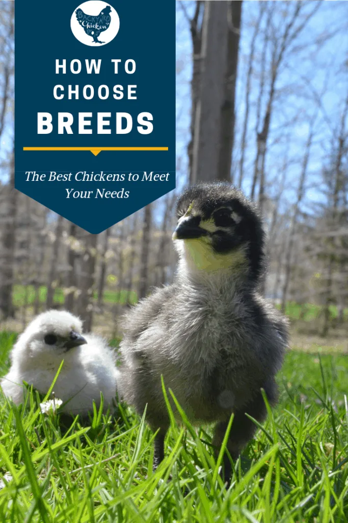 So, you want to get some chickens, but how do you decide which chicken breeds suit your needs? We've got it covered for you! #chicken #breed #backyardchickens #homesteading #selfsufficiency #chickenbreeds #poultry