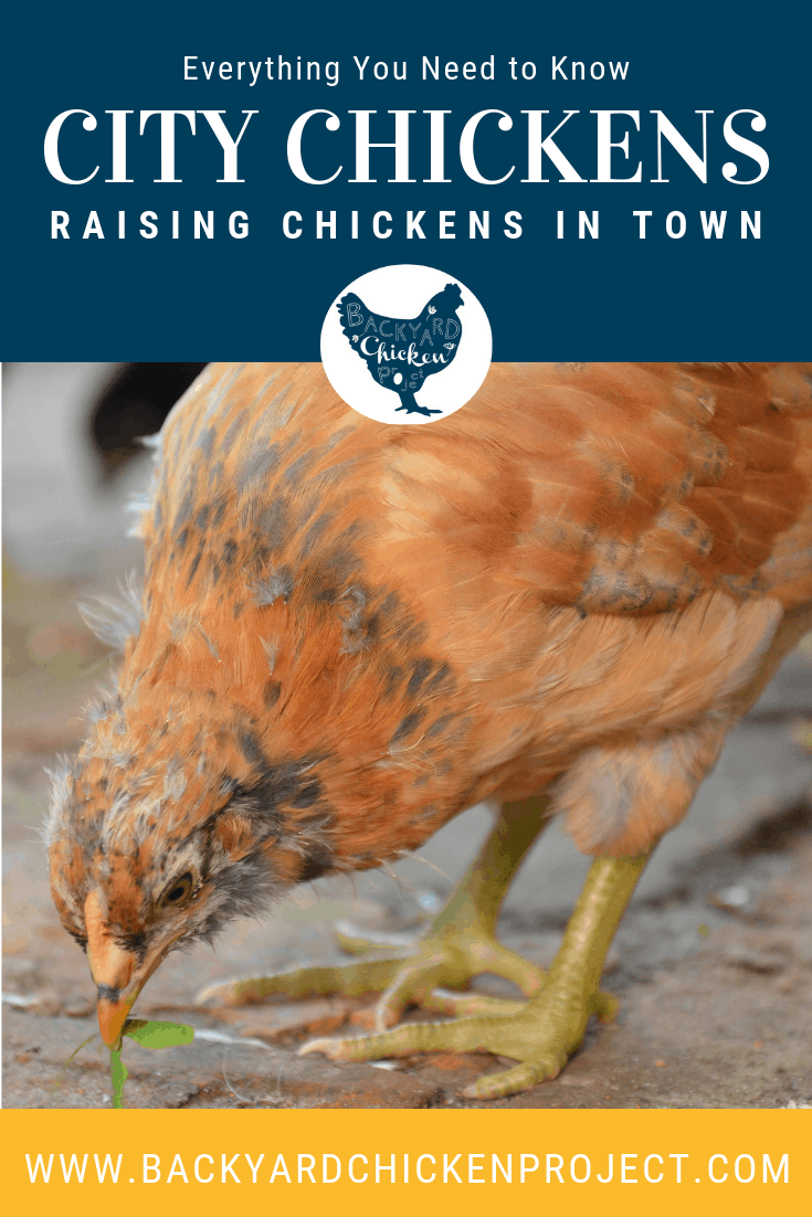 The Ultimate Guide to Raising Chickens in the City Backyard Chicken