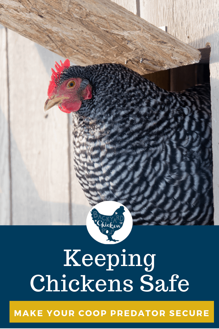 The Safe Chicken Coop Protect your Flock from Predators Backyard