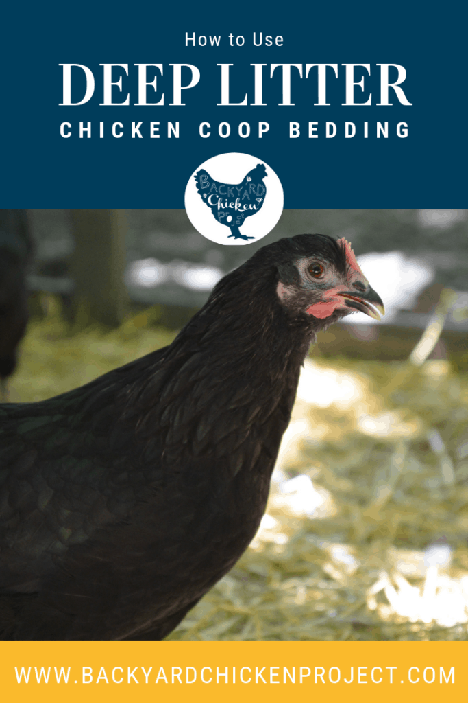 Deep Litter Bedding 2 Backyard Chicken Project