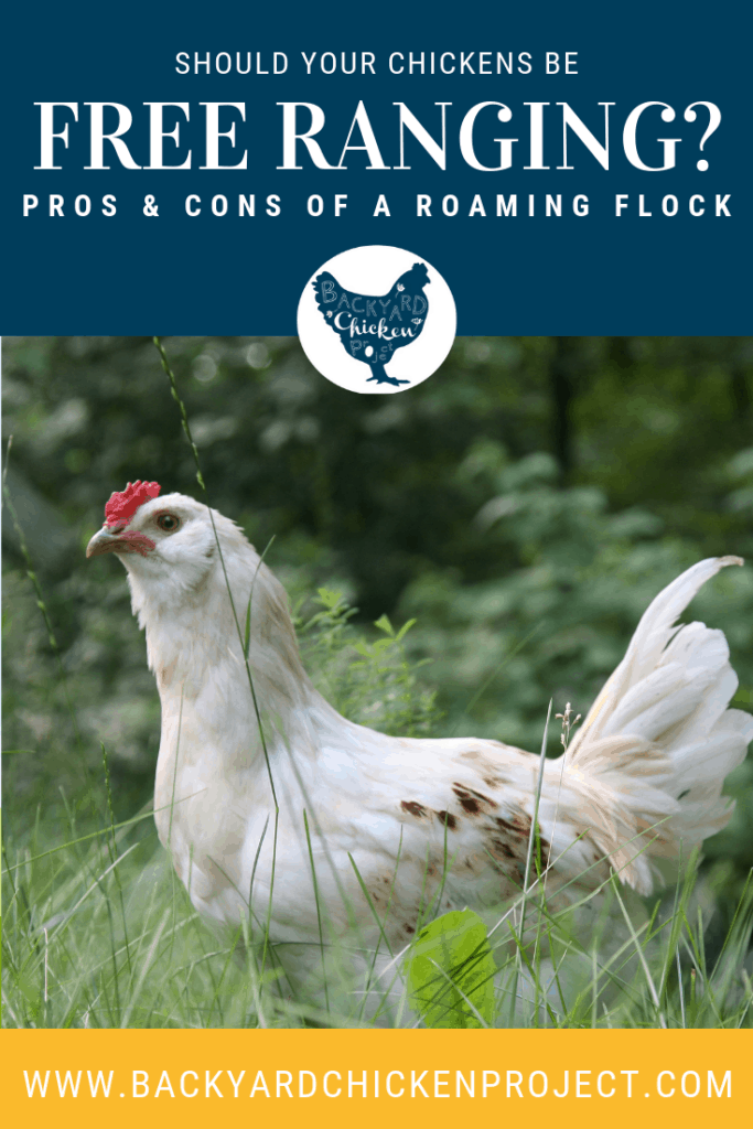 Should you free range chickens? What are the benefits and drawbacks? What choice is right for you? All of these questions and more are answered in this post. #homesteading #homestead #backyardchickens #chickens #raisingchickens #poultry 