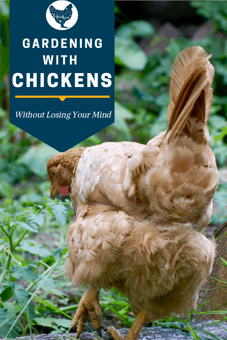 How to Keep Chickens Out of the Garden Backyard Chicken Project