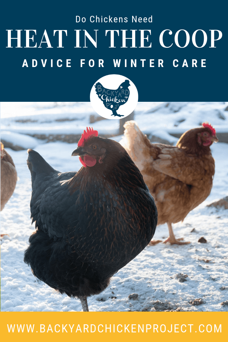 Should You Put Heat in the Chicken Coop? Backyard Chicken Project