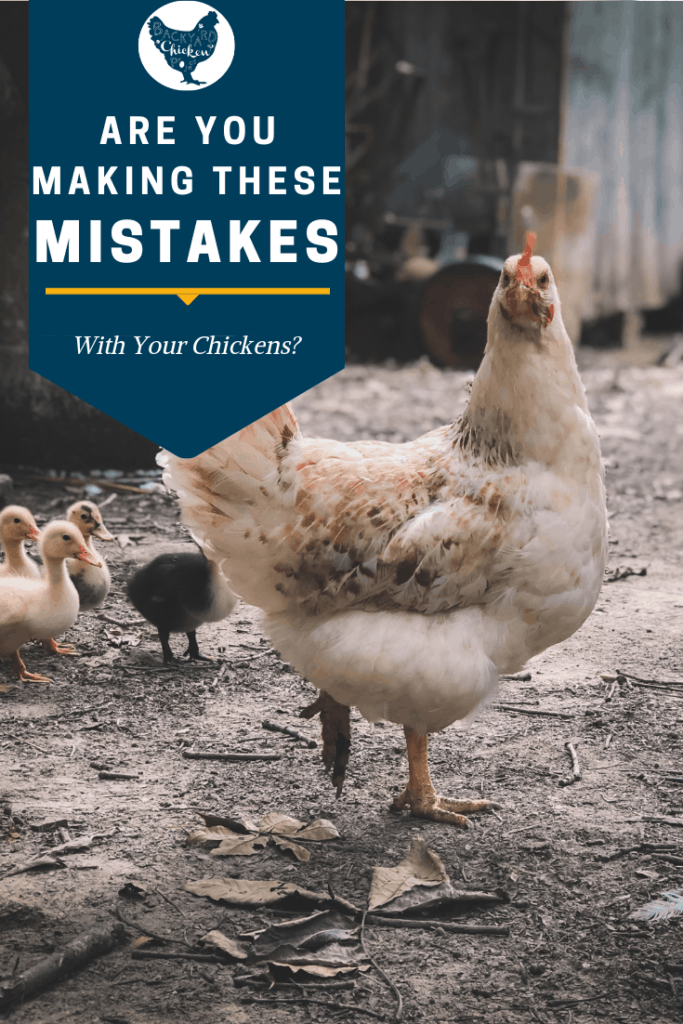 Are you making these 14 chicken keeping mistakes? #homesteading #homestead #backyardchickens #chickens #raisingchickens #poultry 