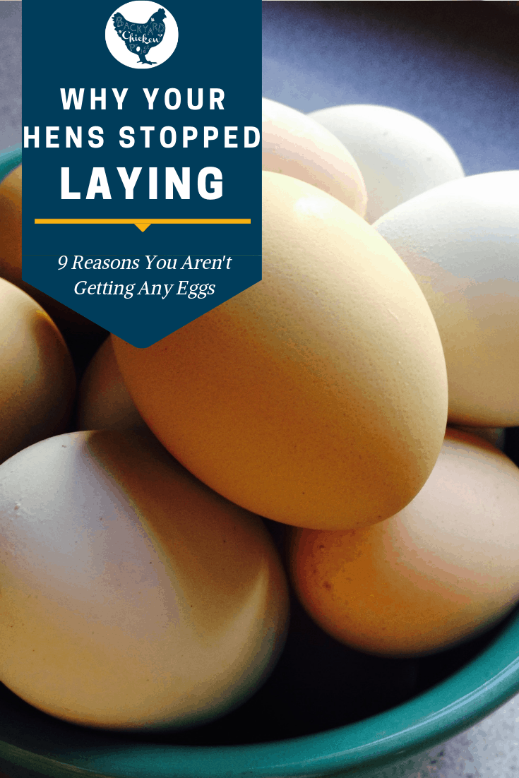 9 Reasons Why Your Chickens Stopped Laying Eggs