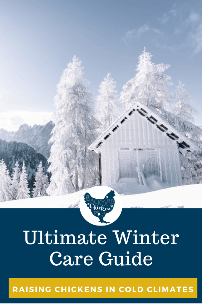Have you heard? Winter is coming. It's time to prep your chickens for this brutal season. Our ultimate guide has you covered! #homesteading #homestead #backyardchickens #chickens #raisingchickens #poultry
