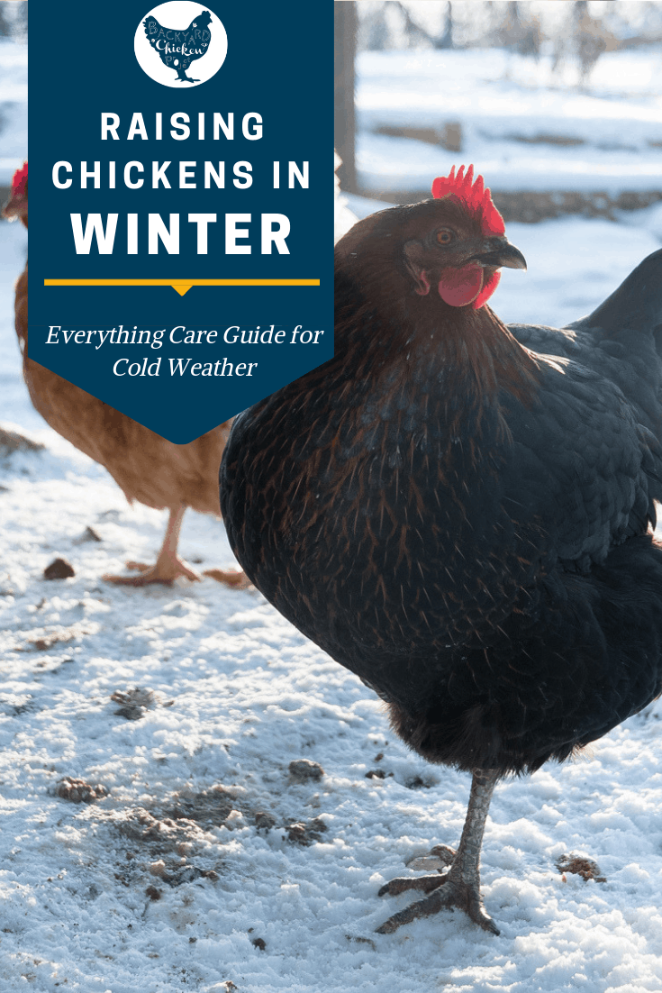 6 Tips for Keeping Chickens Warm in the Winter