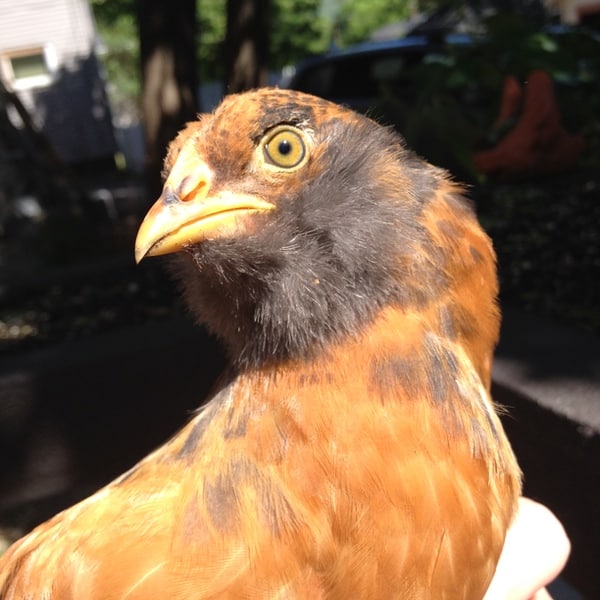 A young orange and gray Ameraucana rooster. 