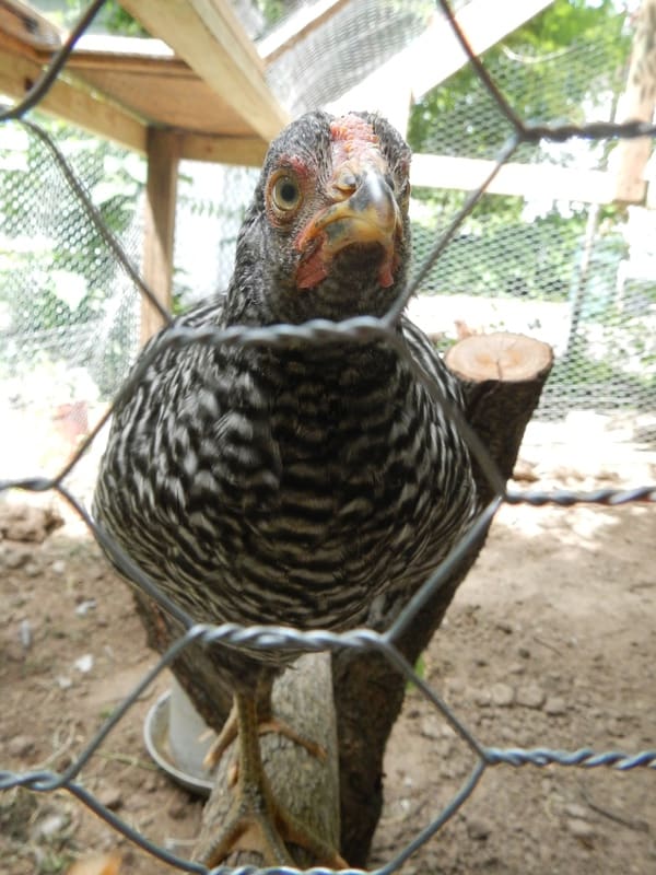 A chicken behind chicken wire. 