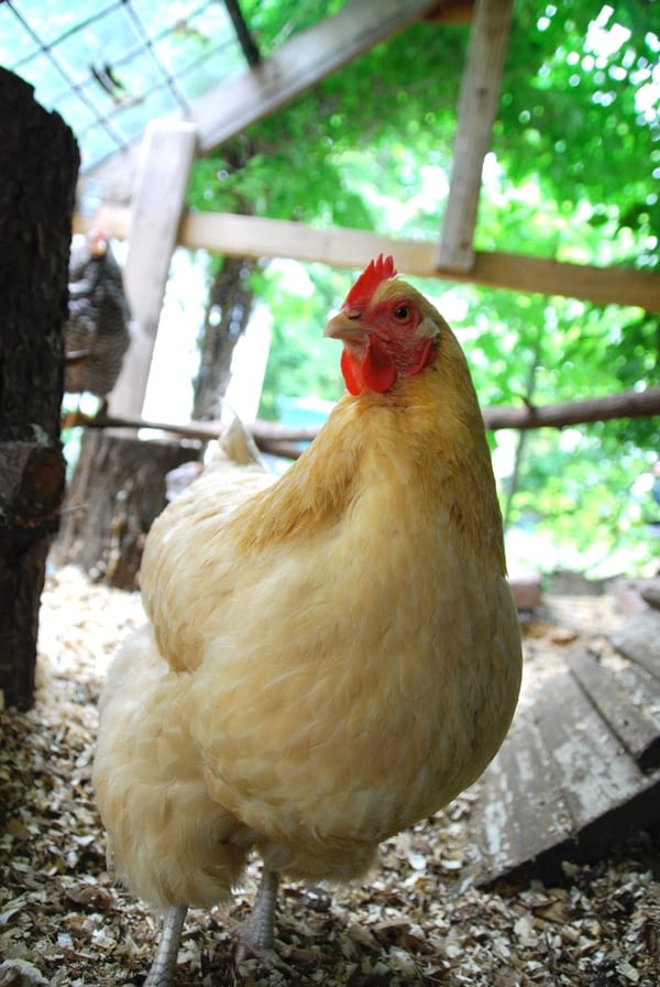 Everything you need to know about building the ultimate chicken coop for your flock is right here. From chicken wire to chicken toys, we've covered it all!