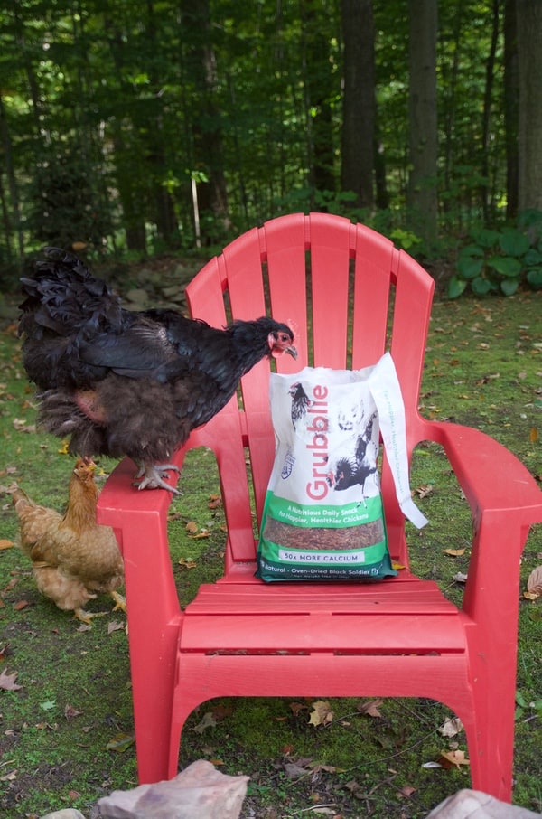 A chicken on a red chair, looking at a bag of dried grubs. 