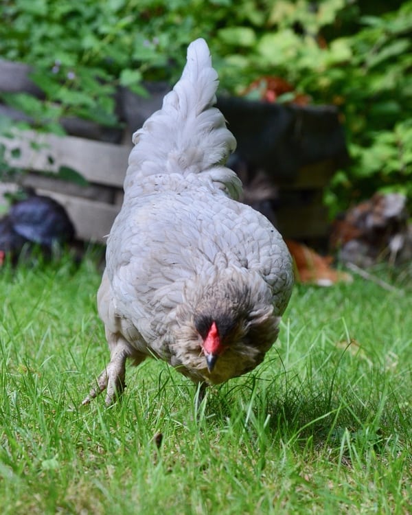 What do you need to raise city chickens? 