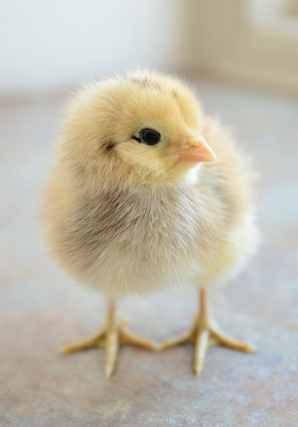 A yellow chick standing up