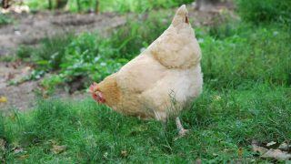 What do you need to get started with raising chickens? These basic requirements for your flock will get you started!