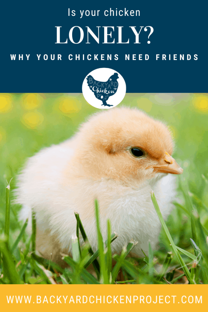 Is your chicken lonely? Why you should never raise just one chicken, and what to do if you already are!